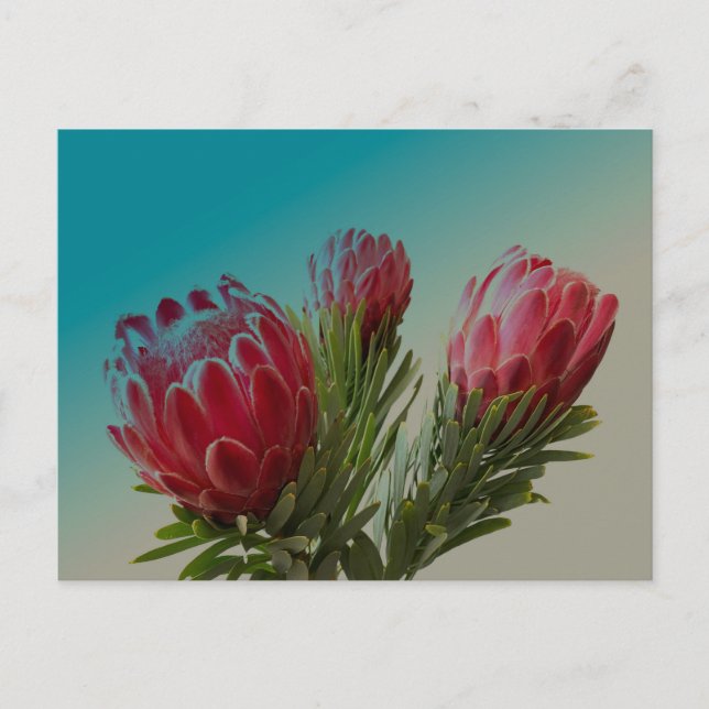 Protea Blommor Vykort (Framsida)