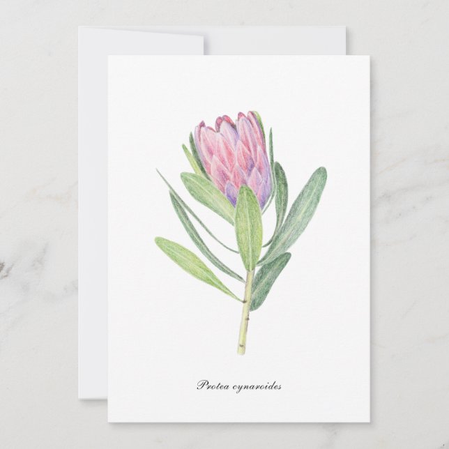 Protea cynaroides inbjudningar (Framsida)