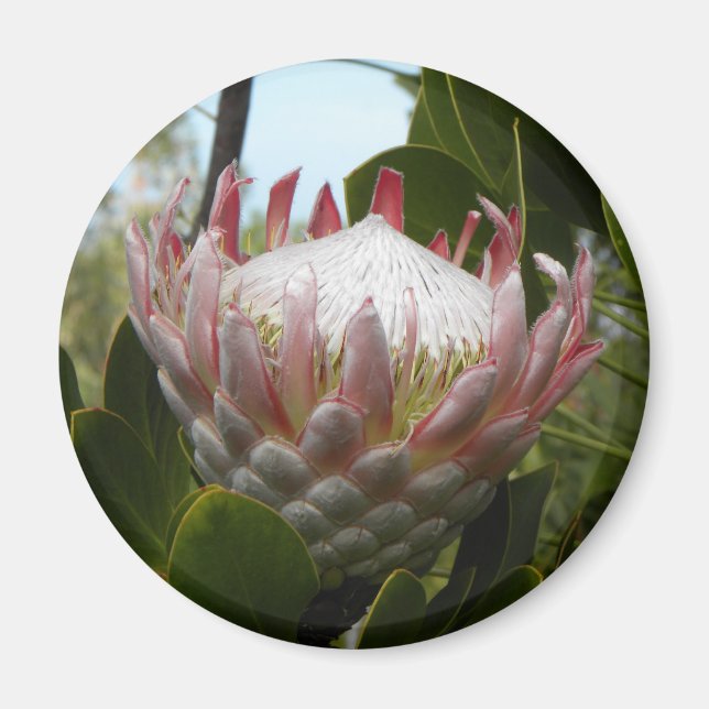 Protea Flower Hawaii Magnet (Framsidan)