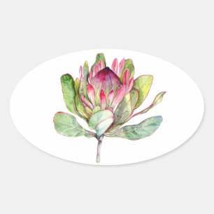 Protea Flower Ovalt Klistermärke
