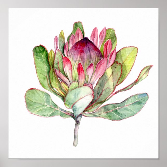 Protea Flower Poster (Framsidan)