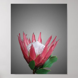 Protea Flower Poster