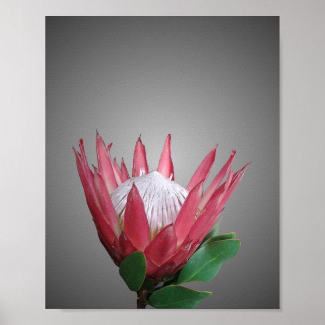 Protea Flower Poster (Framsidan)