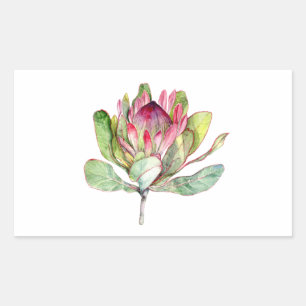 Protea Flower Rektangulärt Klistermärke