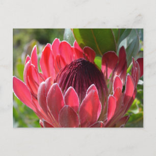 Protea Flower South Afrika Vykort