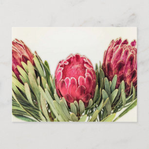 Protea Flower South Afrika Vykort