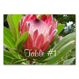 Protea Flowers Bordsnummer