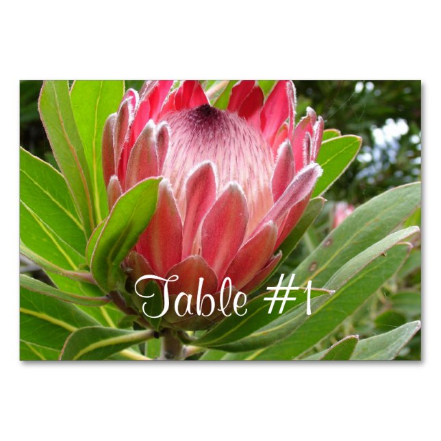 Protea Flowers Bordsnummer (Framsidan)