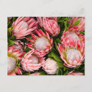 Protea Flowers Photo Postcard Vykort
