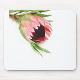 Protea Musmatta
