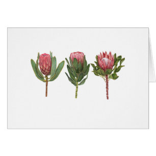 Protea Notecard OBS Kort