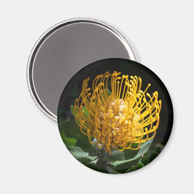 Protea Pin Cushion Flower Magnet, exotisk Gult Magnet (Front/Back)