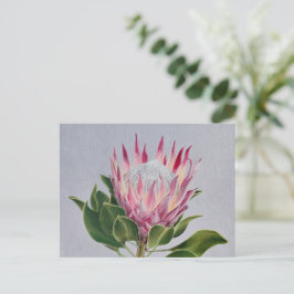 Protea Postcard Vykort