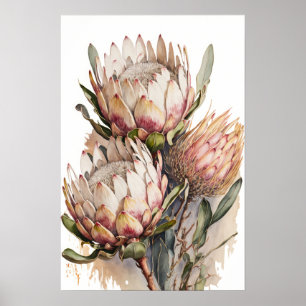Protea Sugarbush Flowers Art Skriv ut Poster