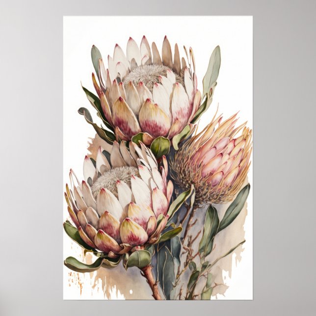 Protea Sugarbush Flowers Art Skriv ut Poster (Framsidan)
