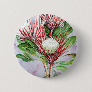 Proteas Knapp