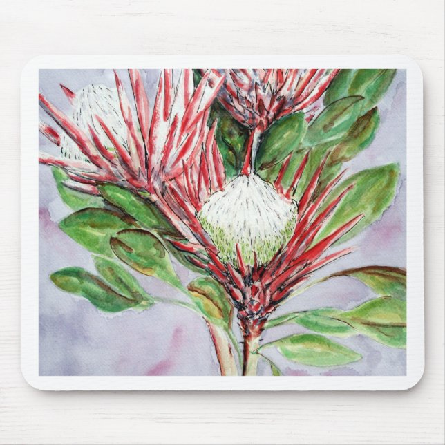Proteas Musmatta (Framsidan)