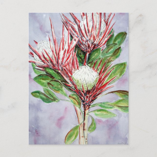 Proteas Vykort (Framsida)