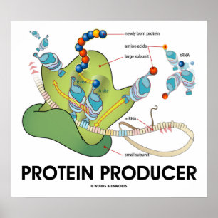 Proteinproducent (molekylär biologi) poster