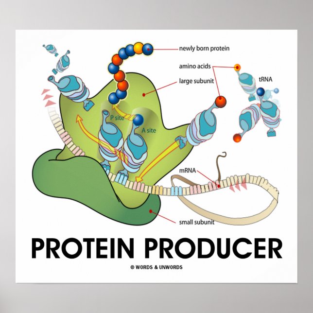 Proteinproducent (molekylär biologi) poster (Framsidan)