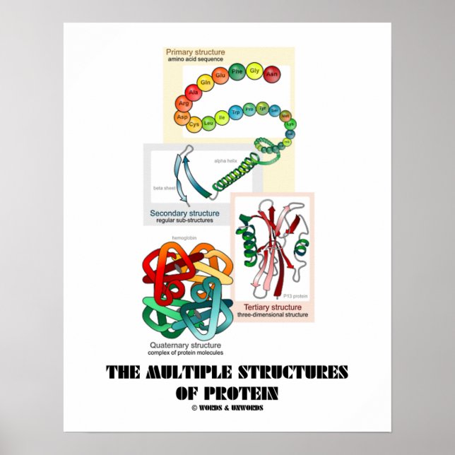 Proteinstrukturerna i Många (biologi) Poster (Framsidan)