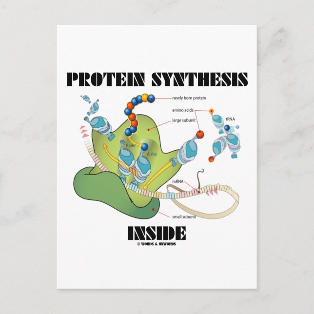Proteinsyntes Inuti (Cellbiologi) Vykort (Framsida)