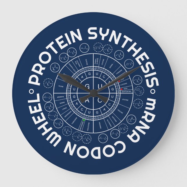 PROTEINSYNTES - mRNA till AMINO SYRLIG CODON Stor Klocka (Framsida)