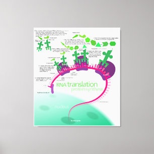 Proteinsyntesdiagram för RNA-översättning Canvastryck