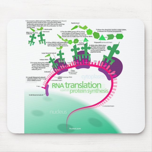 Proteinsyntesdiagram för RNA-översättning Musmatta (Framsidan)