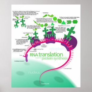Proteinsyntesdiagram för RNA-översättning Poster