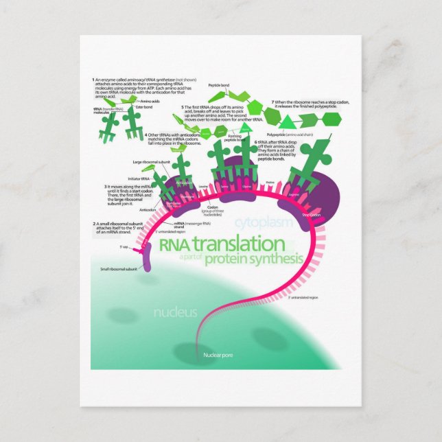 Proteinsyntesdiagram för RNA-översättning Vykort (Framsida)