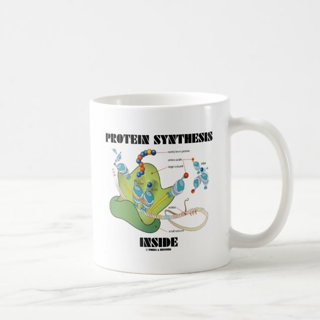 Proteinsyntesinsida (cellbiologi) kaffemugg (Höger)