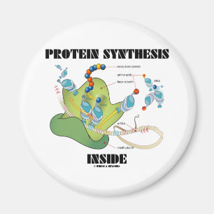 Proteinsyntesinsida (cellbiologi) magnet