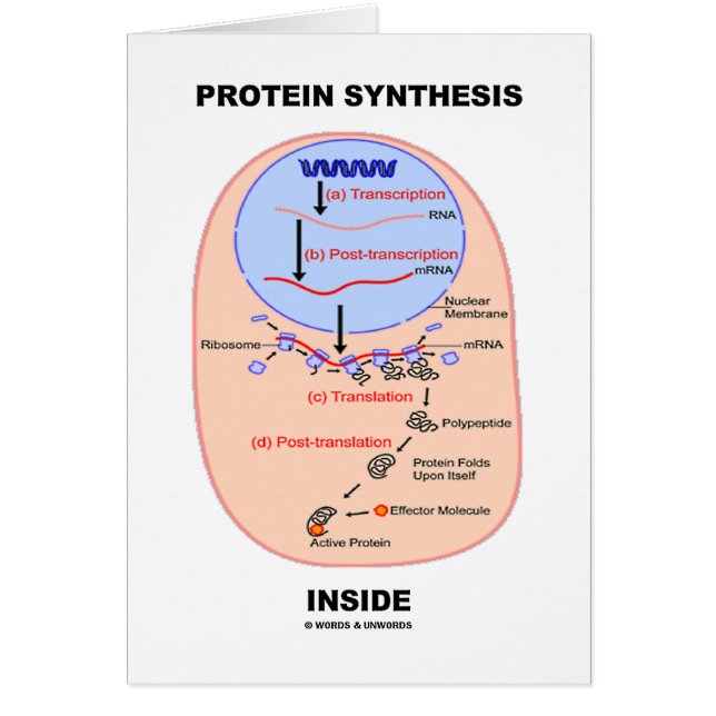 Proteinsyntesinsida (det processaa diagrammet för hälsningskort (Framsidan)