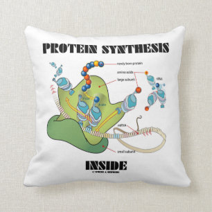 Proteinsyntesinsida (mRNA-tRNA) Kudde