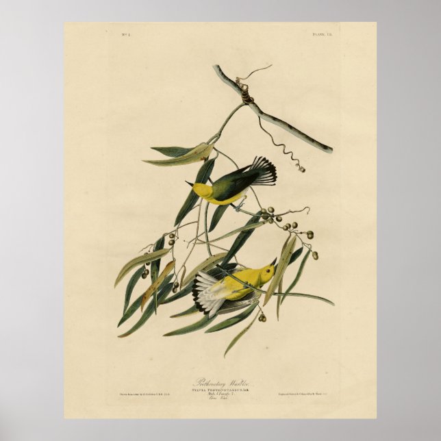 Prothonotary Warbler - Audubon's Birds of America Poster (Framsidan)