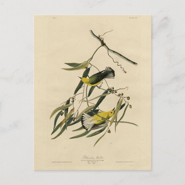 Prothonotary Warbler - Audubon's Birds of America Vykort (Framsida)