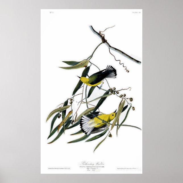 Prothonotary Warbler Birds of America Audubon Poster (Framsidan)