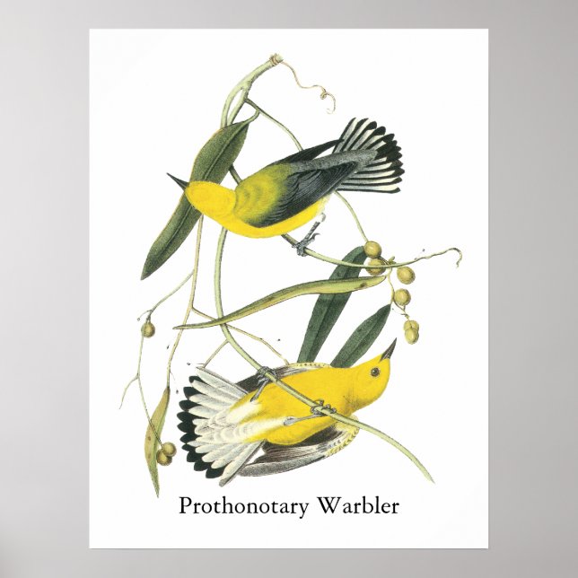 Prothonotary Warbler, John Audubon Poster (Framsidan)
