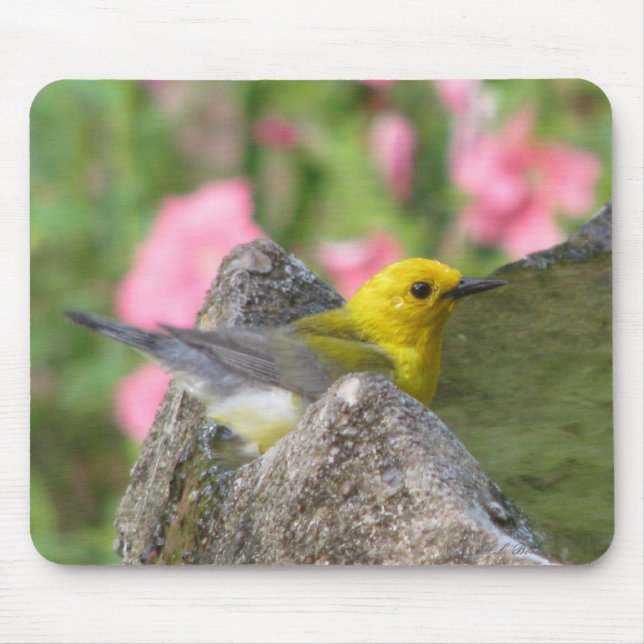 Prothonotarybad Mousepad Musmatta (Framsidan)