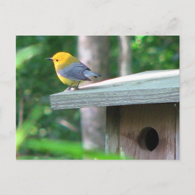 Prothonotaryen fordrar boxas vykortet vykort (Framsida)