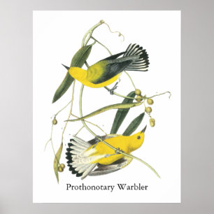 Prothonotarysångare, John Audubon Poster