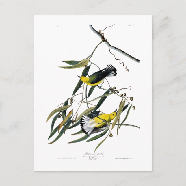 ProthonotarysångareJohn James Audubon fåglar Vykort (Framsida)