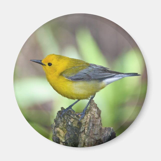 Protonotär Warbler Magnet (Framsidan)