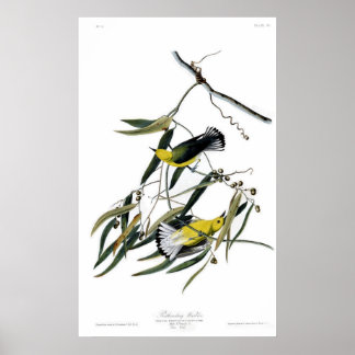Protonotär Warbler Poster