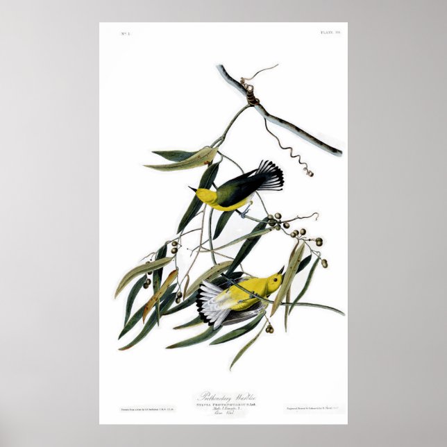 Protonotär Warbler Poster (Framsidan)