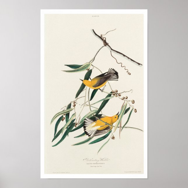 Protonottär Warbler by Audubon Poster (Framsidan)
