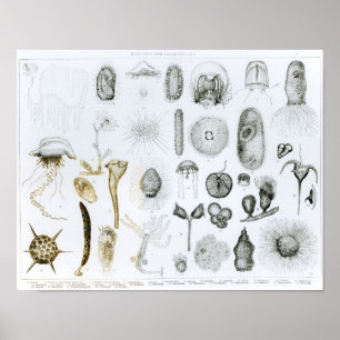 Protozoa och Coelenterata Poster