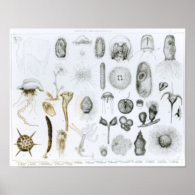 Protozoa och Coelenterata Poster (Framsidan)