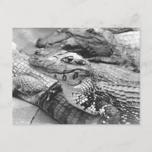 Proud Amazonic Baby Crokodile Vykort